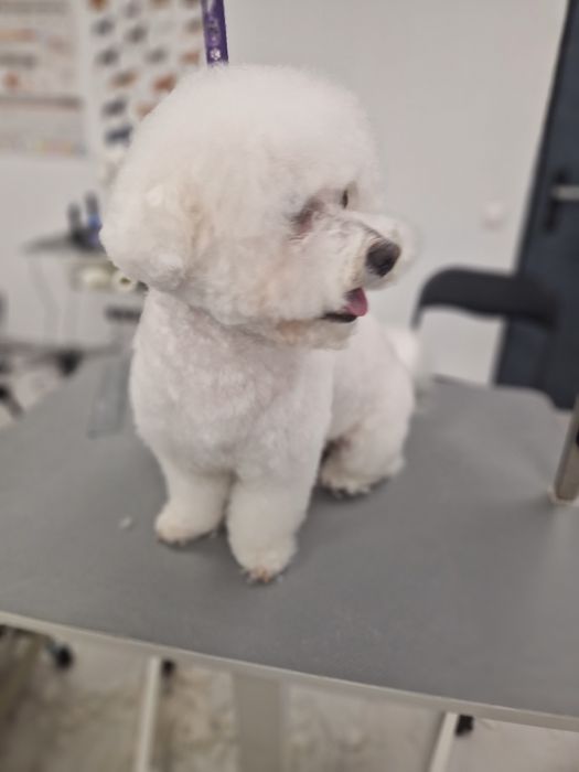 Гуманный груминг собак.