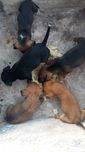 Dá-se cachorrinhos raça Pinscher