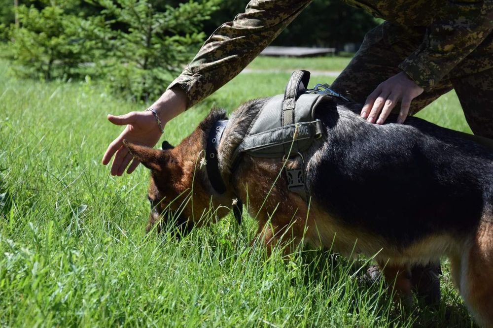Кінолог для вашого улюбленця.