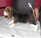 BEAGLE Tricolor de Qualidade, Com LOP  E AFIXO