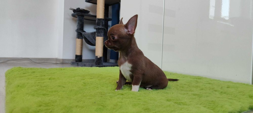Chihuahua super mini śliczny piesek ZKwP FCI.