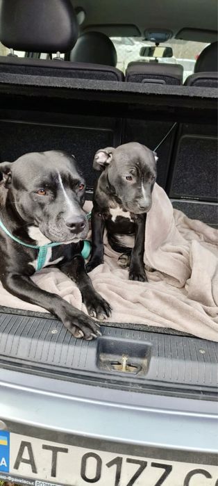 Продаються породисті цуцики породи пітбуль