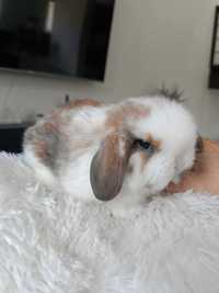 Mini lop karzełek Teddy hodowla zarejestrowana