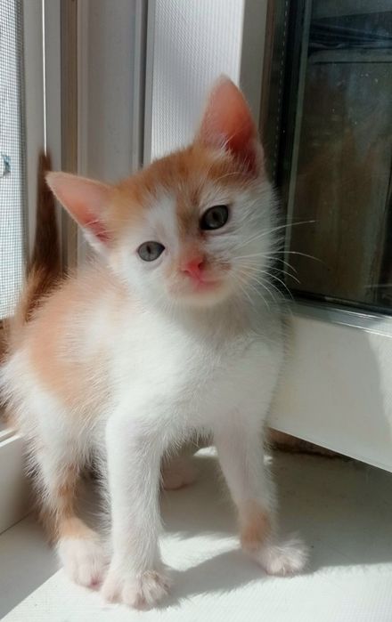 Маленький бело-рыжий котёнок мальчик ищет дом! Котята в хорошие руки!