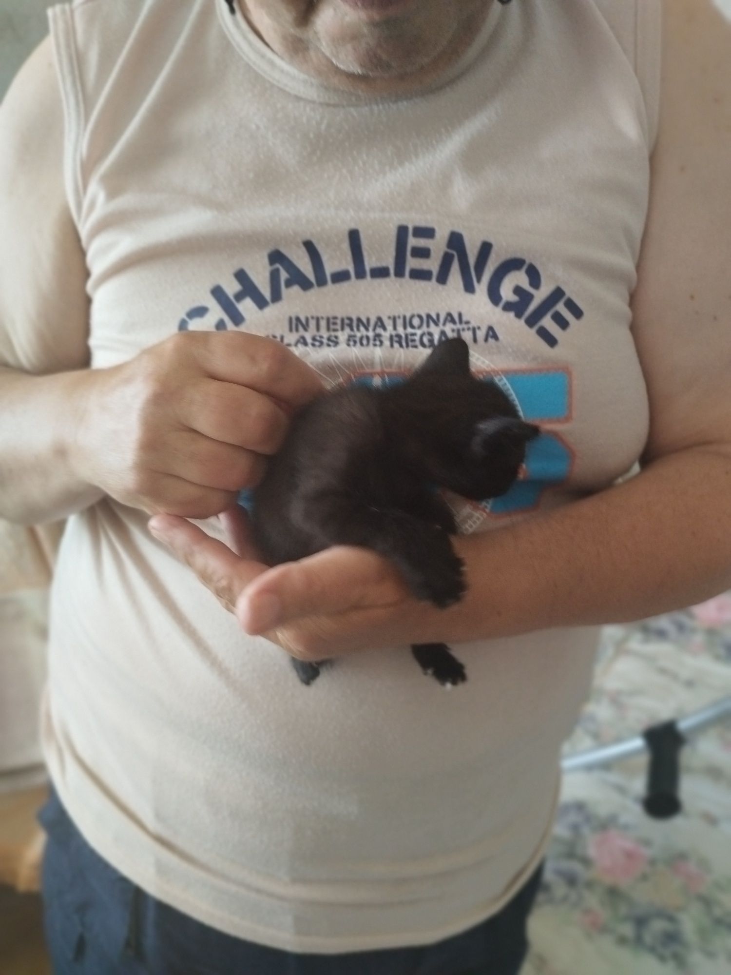 Dou gatinhos pequenos