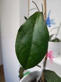 Hoya clemensiorum epc  810