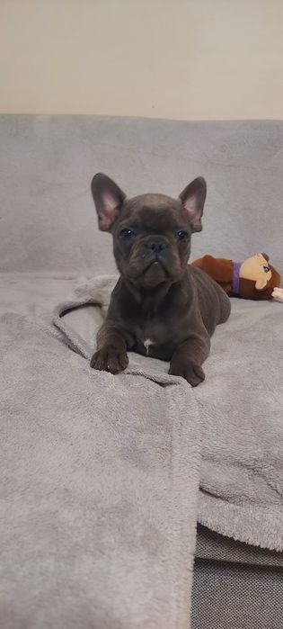 Buldog Francuski suczka maści blue-niebieskie  Elza