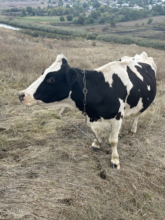 Продам дійну корову