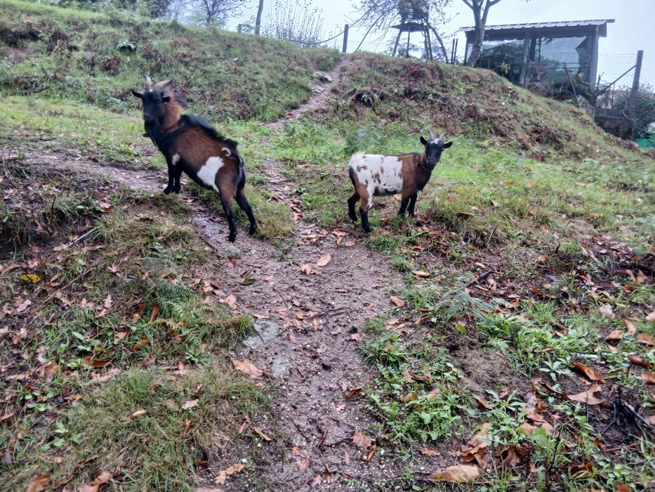 Vendo cabras anãs