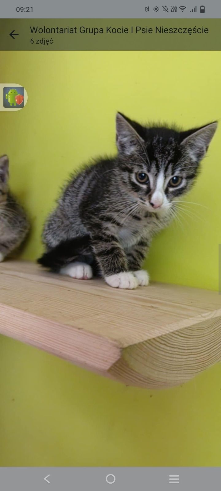 Kotki do adopcji