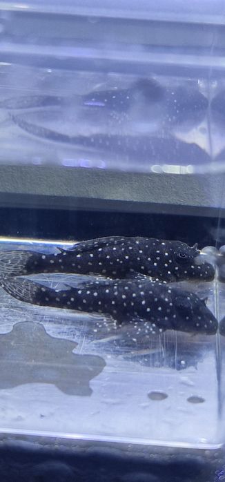 Hypancistrus Margaritatus L404