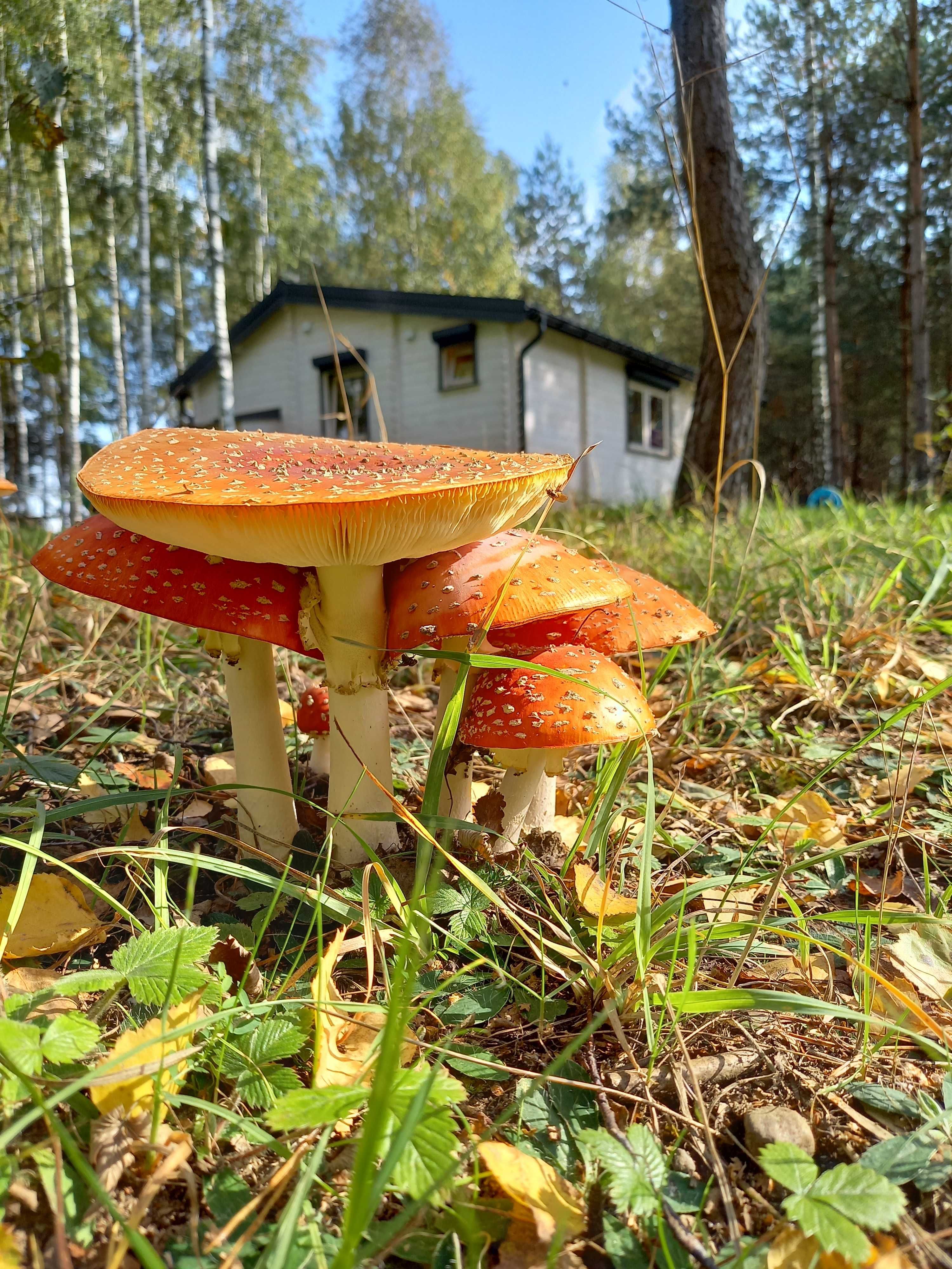 Domek na Mazurach z sauną i balią - Sosnowa Odnowa