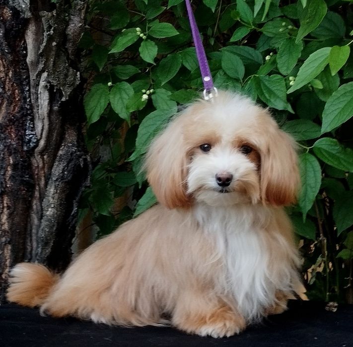 Мальтипу F1 мальчики взрослые