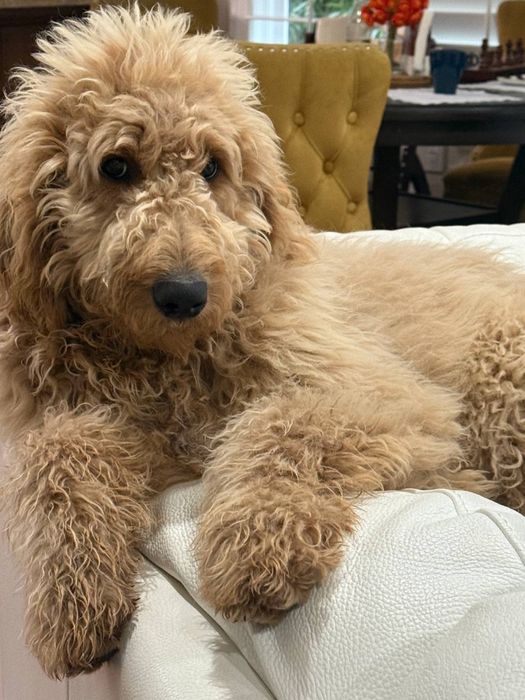 Лабродудлі чекають на шкіряних!