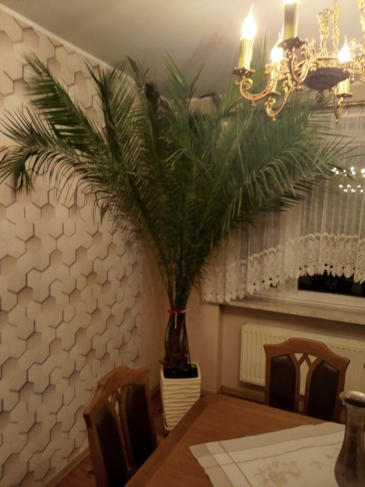 Duża palma do mieszkania