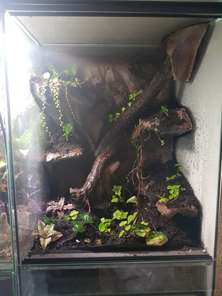 Terrarium tropikalne aktywne biologiczne