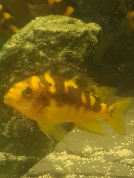 Ryby - pyszczaki (szerszenie) dorosłe