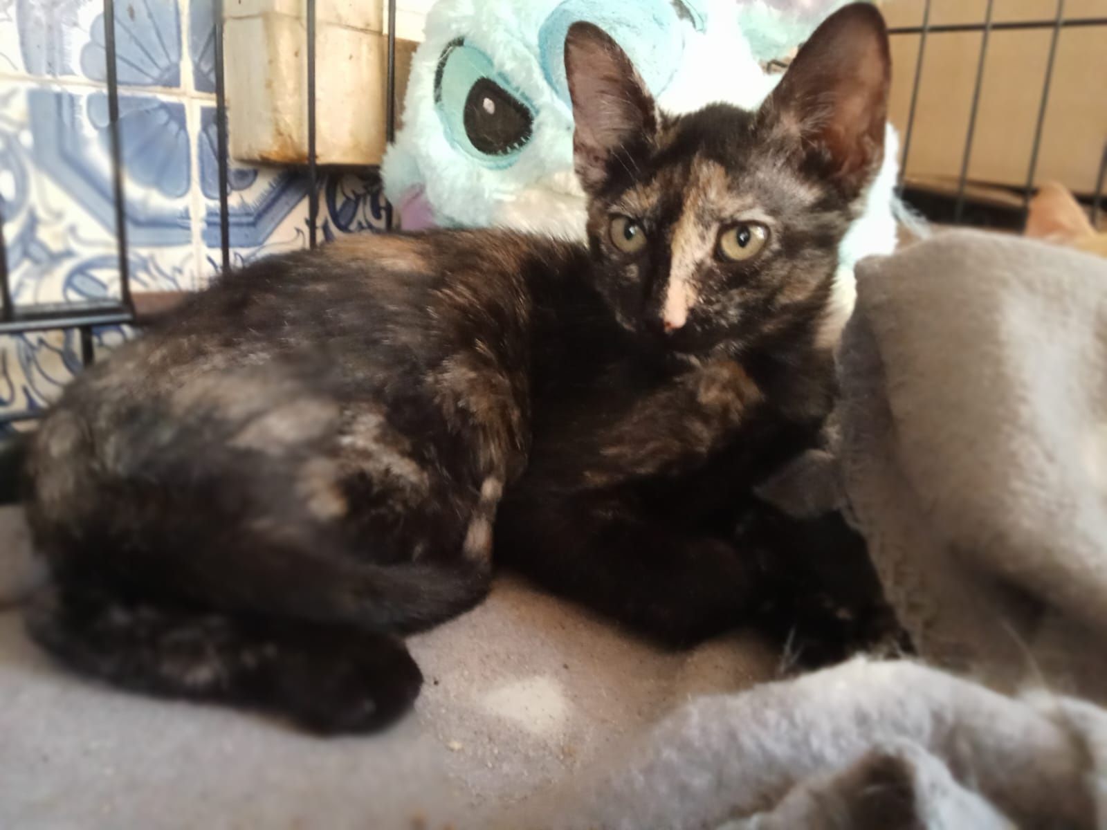 Gatinhas bebés com esterilização gratuita para adoção