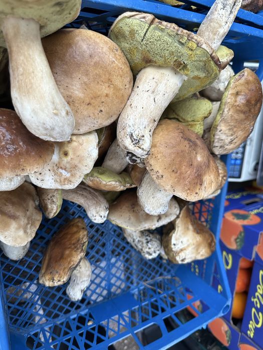 Гриби білі та поляк