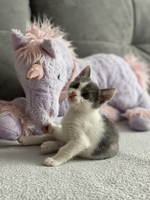 Кошенята 2 місяці