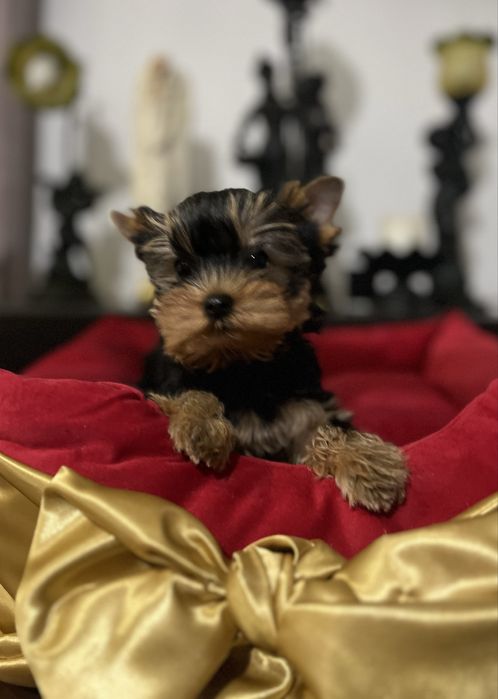 Yorkshire terrier ZKwP FCI piesek
