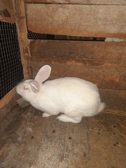 Продам  кроликів