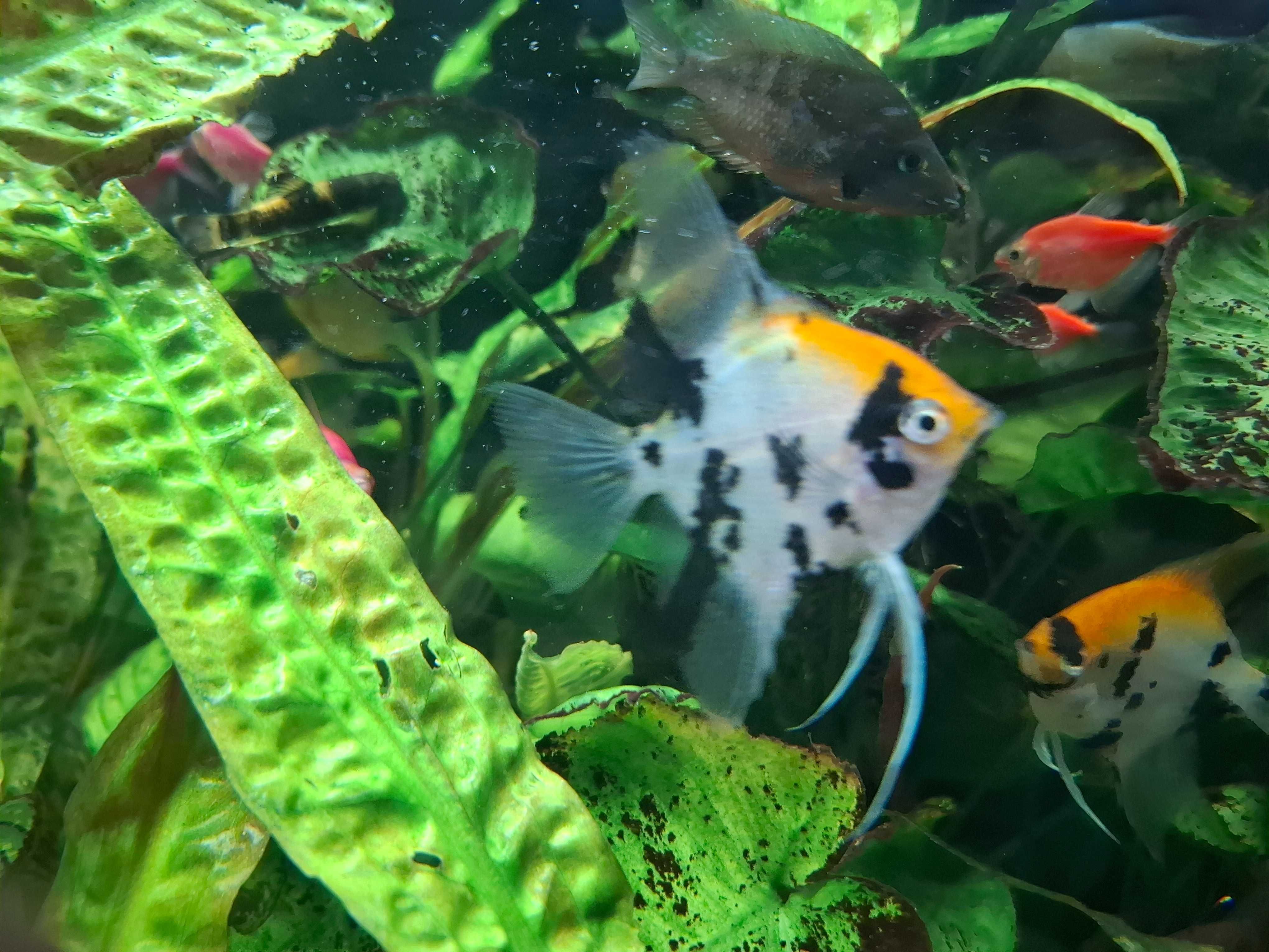 skalary red devil