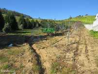 Terreno em Freiria Torres Vedras
