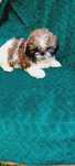 Shih-tzu szczenie piesek
