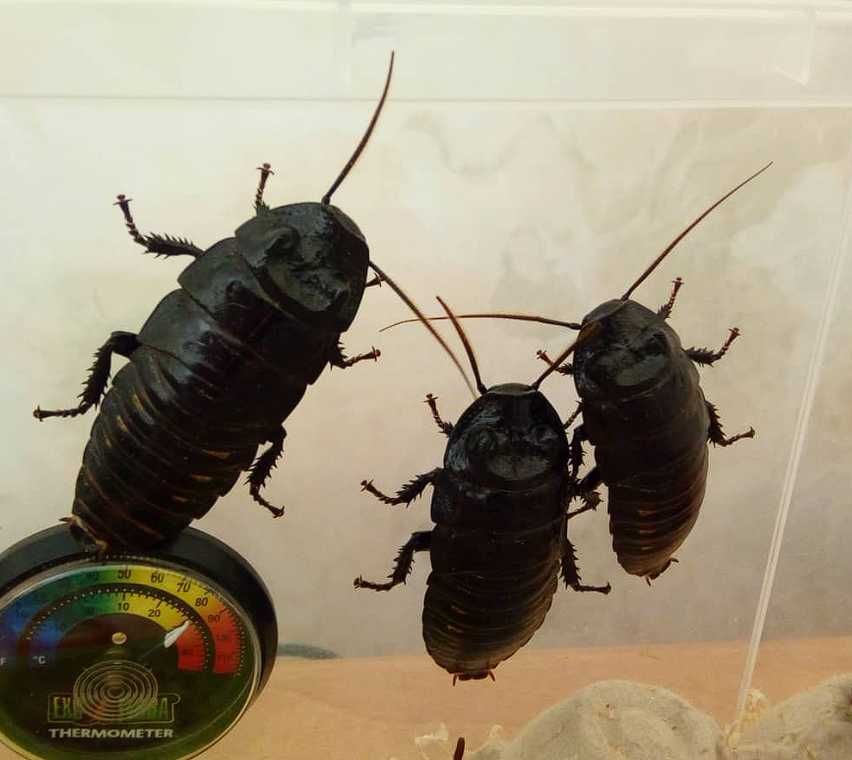 Мадагаскарский шипящий таракан Подростки (от 3 см)