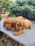 Piękny piesek Cocker spaniel