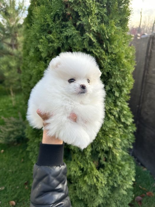 Шпиц померанский девочка