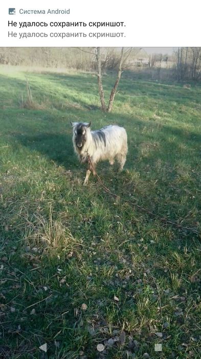 Продажа козочек/Обмен козликами.