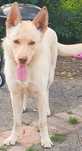 Oddam za darmo psa labrador z chaskim