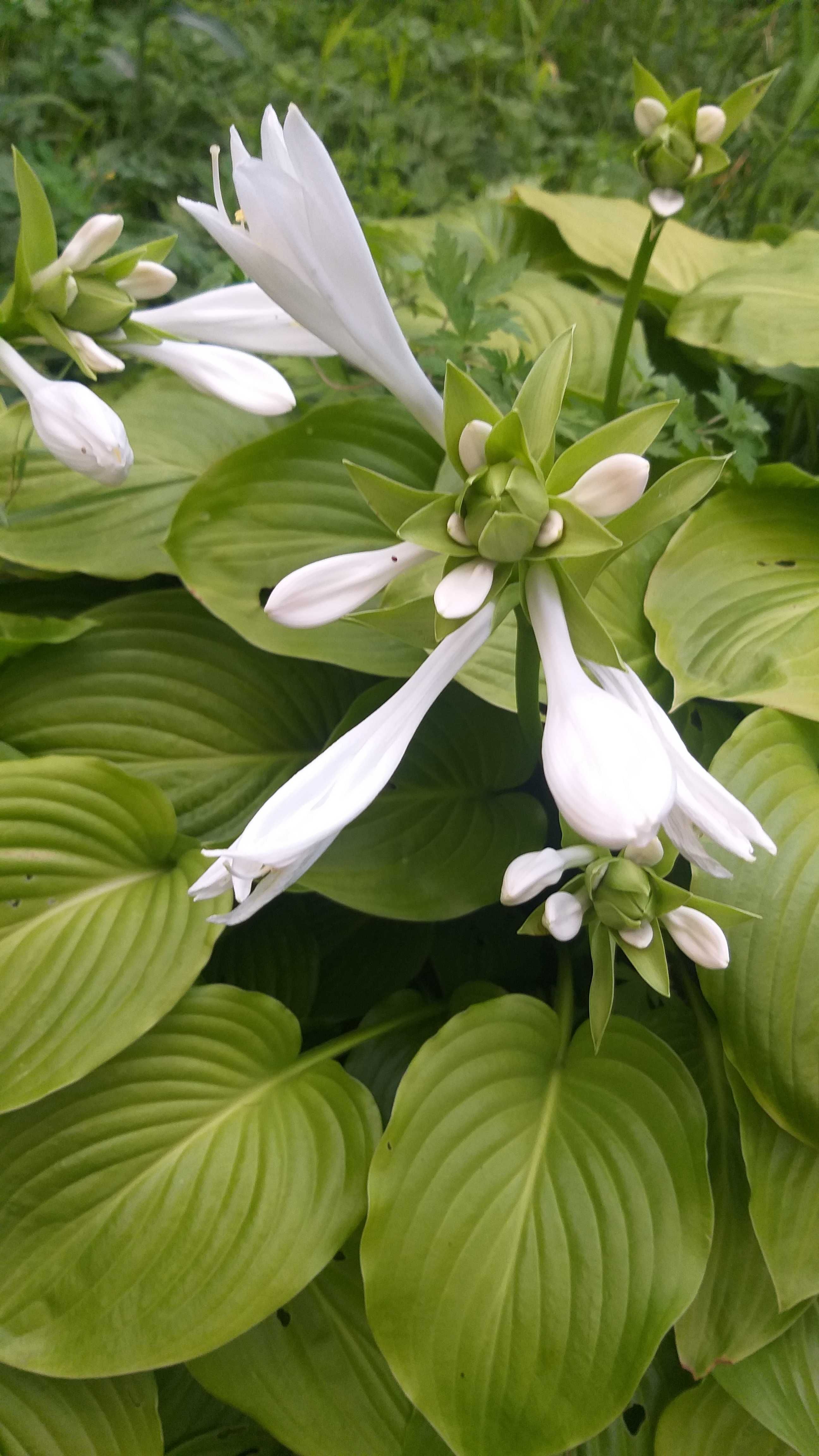 Хоста росток (зелена з білою квіткою)