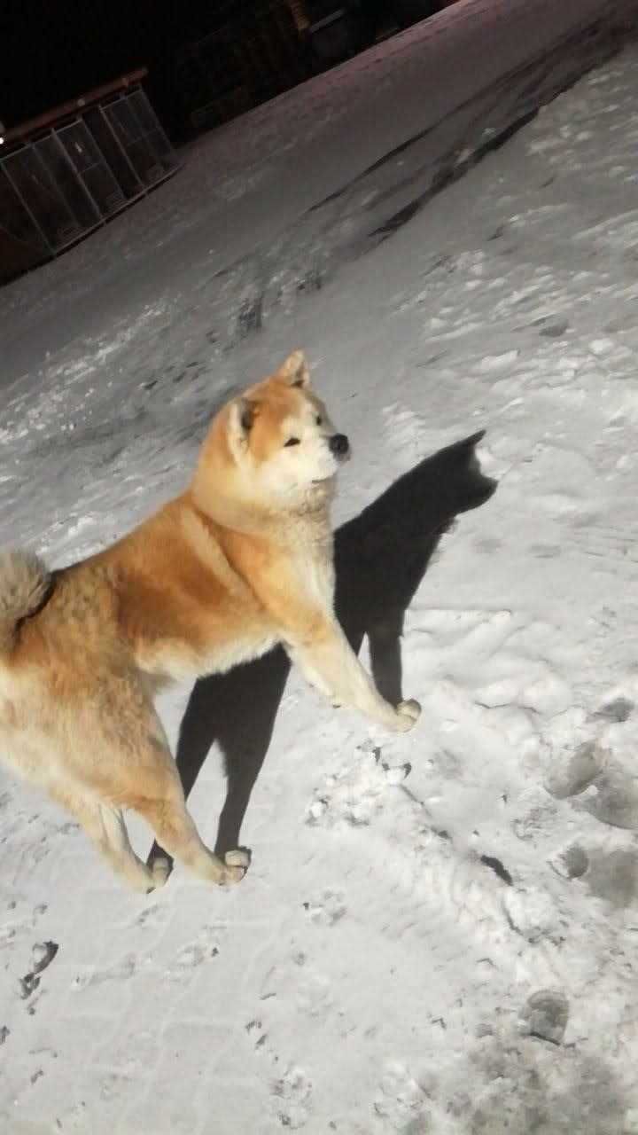 Akita inu socjalizowana przez zoopsychologa