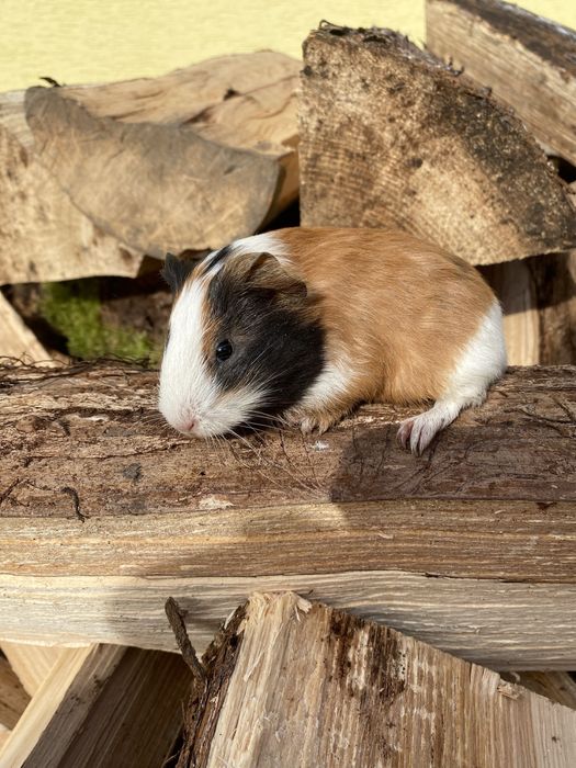 Продам морські свинки.