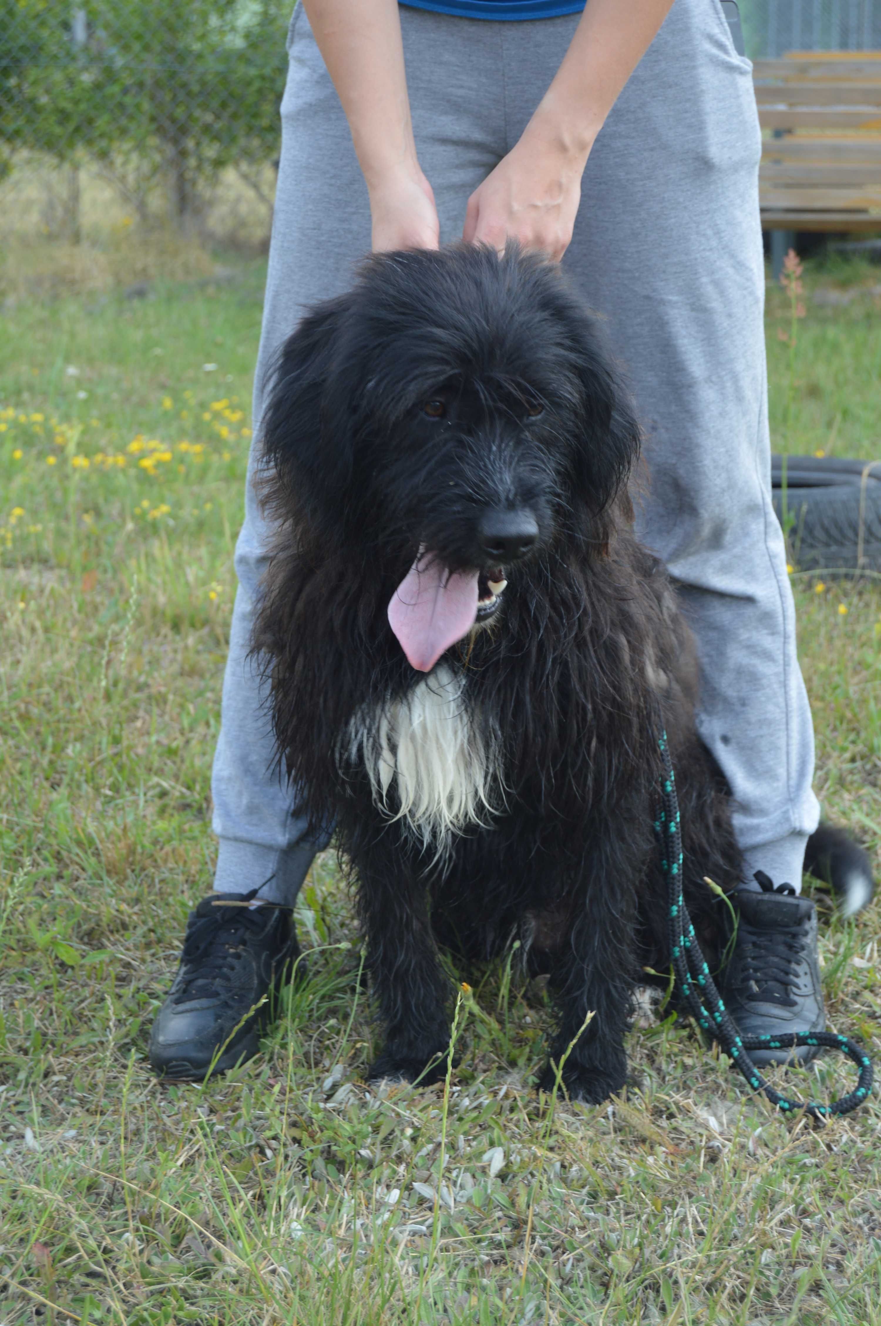 Piękny, szalony, grubiutki Rupert do adopcji!