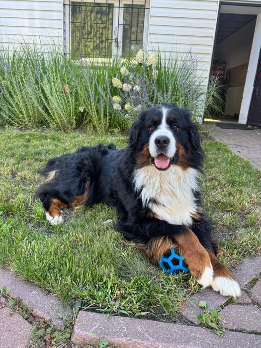 Pasterski pies berneński suczka Fibi