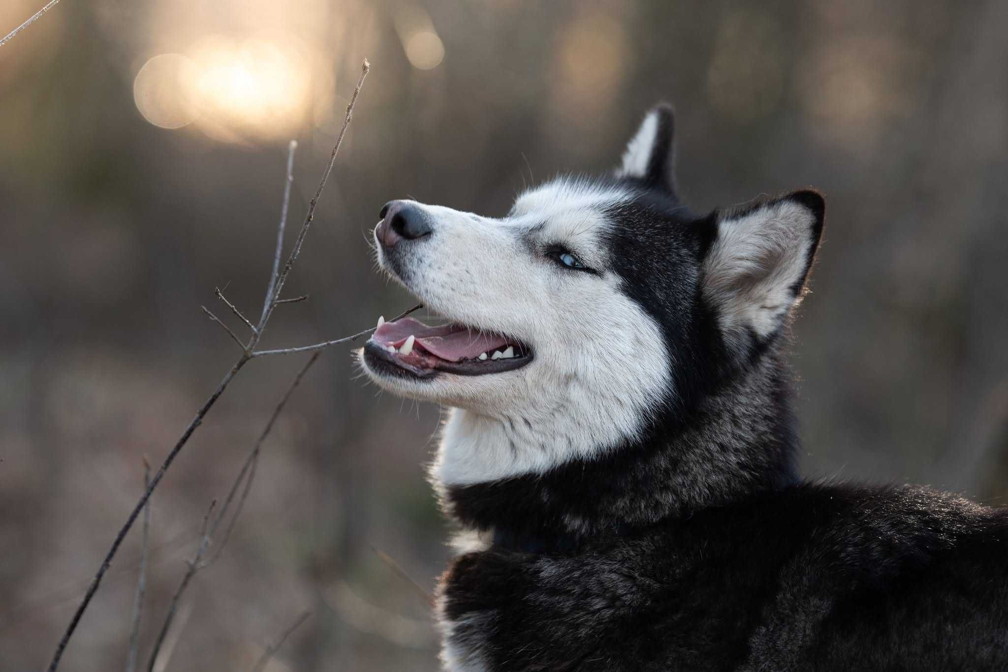 Suczka husky z potencjałem sportowym szuka aktywnego opiekuna. Adopcja
