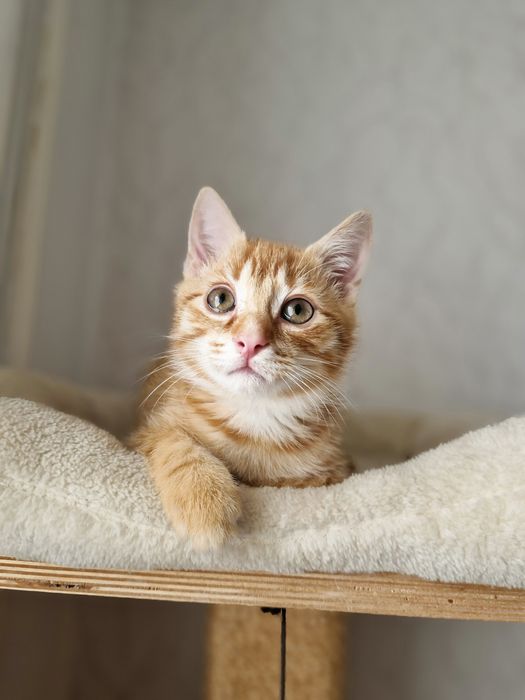 Wspaniałe kocięta szukają swoich domów