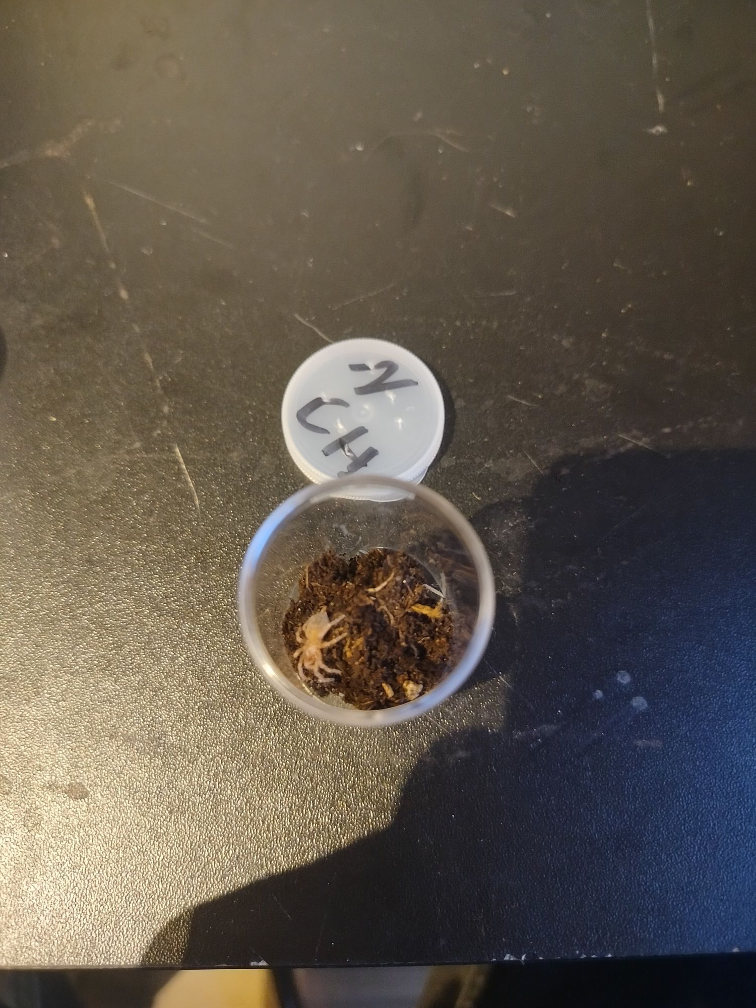 Nhandu Chromatus L3/4