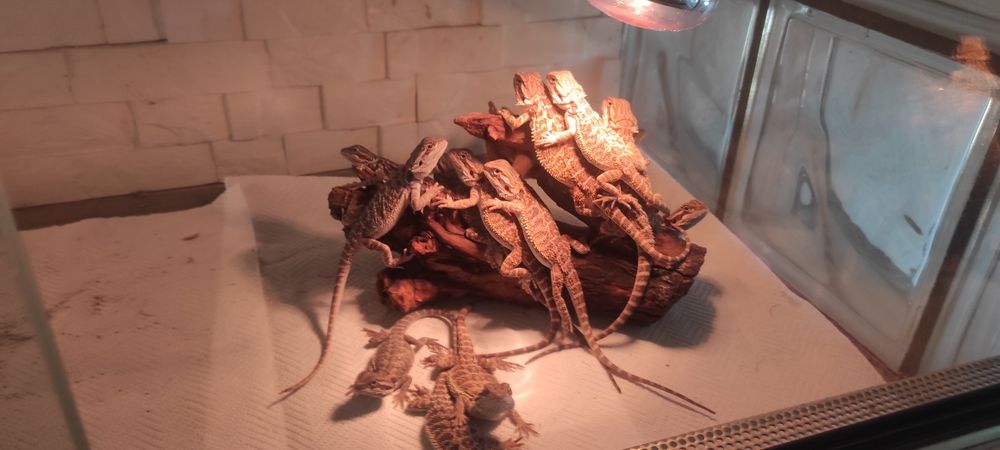 AAgama brodata dwumiesięczna