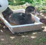 Vende se Pato macho