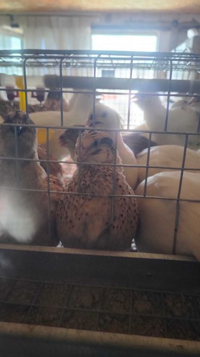 Перепела фенікс техас