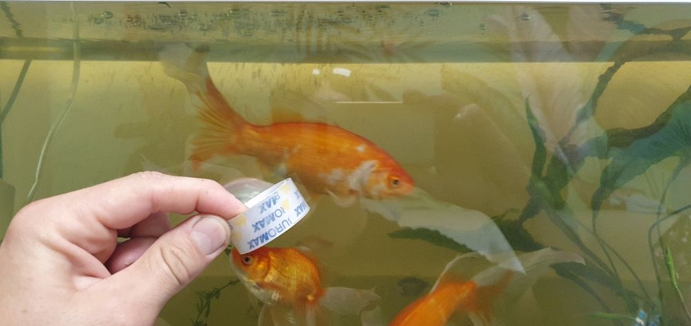 Рыбка золотая комета 15 см./обмен