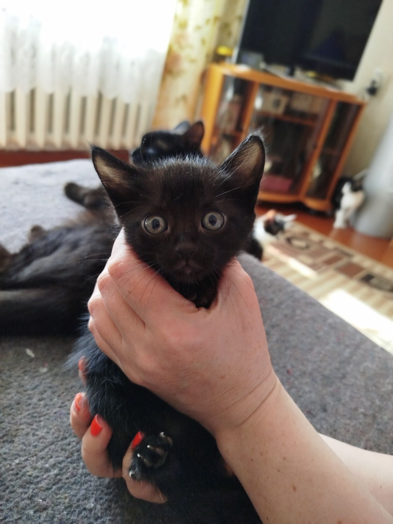 Віддам кошенят безкоштовно