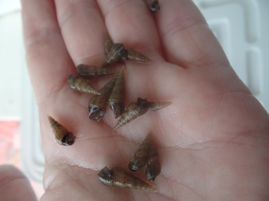 Равлики Меланія донні