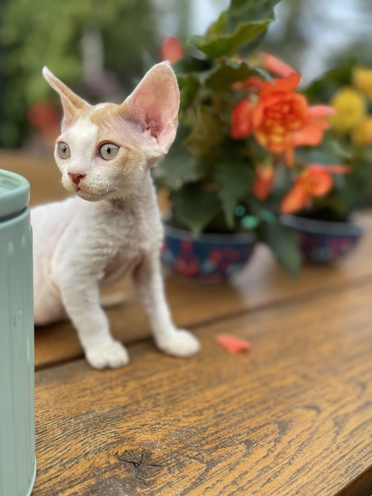 Devon rex kocurek , rodowod FPL /FIFE