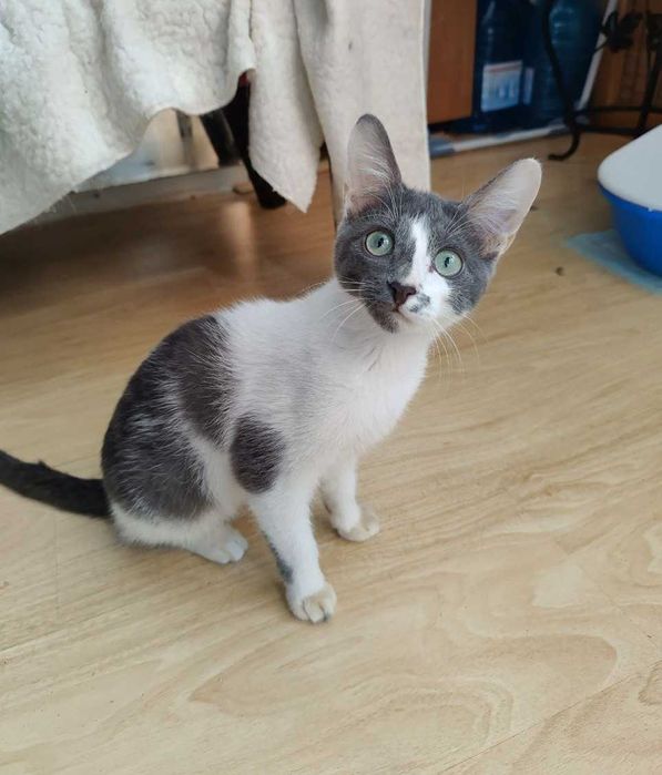 Милый, веселый и безупречно красивый котенок Аскольд, 4 месяца